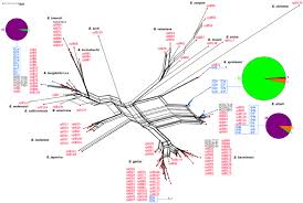 Phylogenetic Network Of Rplb Sequences The Network Includes