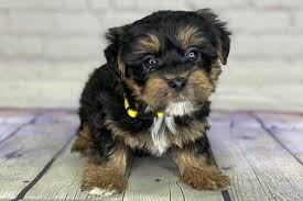 I have provide information about yorkiepoos,yorkiepoo sizes,cockapoos and more. Yorkipoo Puppies For Sale Reasonable Adoption Fees