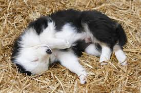 A few pics of border collie puppies born from their mom, serabi. Border Collie Puppy Won T Sleep How To Calm Houndgames