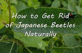 Damages caused by japanese beetles. How To Get Rid Of Japanese Beetles Naturally New Life On A Homestead