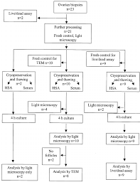 Flow Chart Of Tissue Handling In The Study Download
