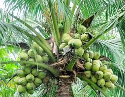 coconut trees tree florida