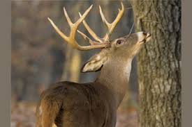 Sports & fitness hunting filter alphabetically: Deer Hunting Quiz Do You Know How To Use The Pre Rut Advantages