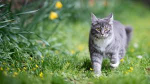 stop cats from ing on your garden