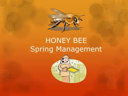 ppt honey bee spring management