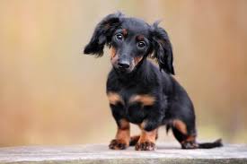 7 reasons you shouldn t get a dachshund