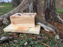 squirrel traps and removal