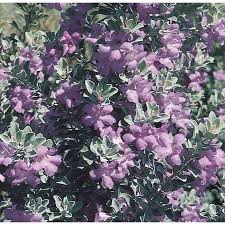 Drought tolerant plants are low maintenance because they need we've put together a list of our favorite drought tolerant plants for texas landscaping projects. Purple Texas Sage Flowering Shrub In Pot With Soil L3562 In The Shrubs Department At Lowes Com