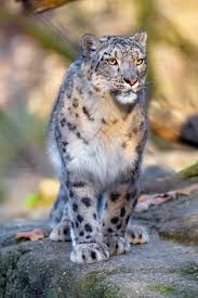snow leopard wallpapers for