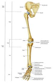 These are the femur, patella, tibia, fibula, tarsal bones, metatarsal bones, and phalanges (see figure 6.51). Pin On Anatomy