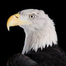 Bald Eagle National Geographic