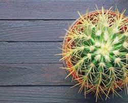 But, during the first week of planting tips for planting indoor giant barrel cactus. How To Grow Golden Barrel Cactus