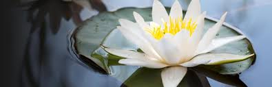 white lily white water lily happy