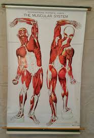 37 Unfolded Nystrom Anatomical Chart