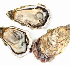 oysters important facts health