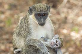 It does not have a distinguishing band of fur on the brow, like other chlorocebus species, and males have a pale blue scrotum. Pin On Apes And Monkeys 1