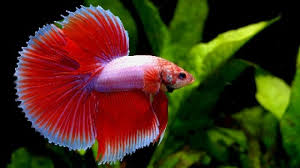 fish that can live with bettas fish care
