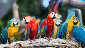 macaws everything you need to know