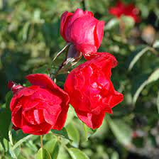 flower carpet scarlet shrub rose rosa
