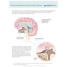 Cluster Headaches And Circadian Rhythms