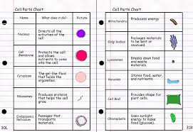 Cell Organelle Chart Animal Cell Organelles Cell Parts