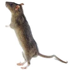 Image result for rat images