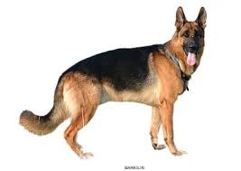 In fact, on the lower end of the scale, you may be able to find a german shepherd puppy from a reputable breeder for between $300 and $900. Barks In German Shepherd Price In India In Major Indian Cities