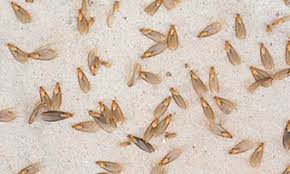 termite infestation termite indications