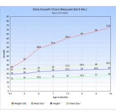 Height Growth Chart Page 60 German Shepherd Dog Forums