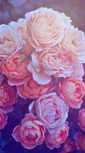 Pink Rose iPhone Wallpapers - Wallpaper ...
