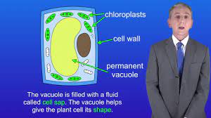 Plants cells are usually eukaryotic cells. Gcse Science Revision Biology Plant Cells Youtube
