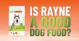 rayne nutrition dog food review dogs