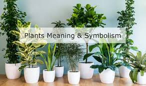Plants Meaning Symbolism Giftalove