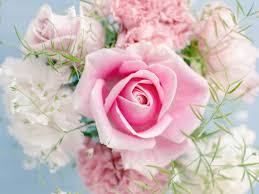 pink rose beautiful flowers 2560x1600