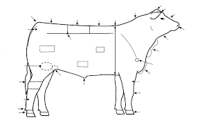 Beef Steer Diagram Wiring Diagram Third Level