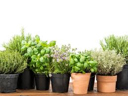 container gardening with herbal plants