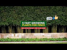 Fast Growing Plants For Fence