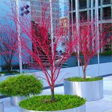 Trees For Containers Shrubs Trees