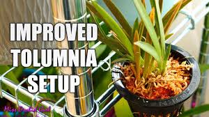 improving my tolumnia orchids setup
