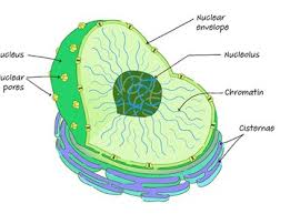 nucleus definition structure