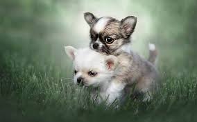 small dogs white puppy chihuahua