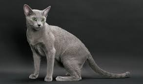 Plus, their striking appearance means they'll make beautiful additions to your home and to your family. Russian Blue Nebelung Cat Breed Information