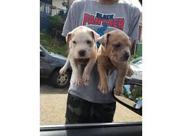 Pitbull puppies for sale information and reviews. Pit Bull Puppies With Registry Papers In Pittsburgh Pennsylvania Puppies For Sale Near Me