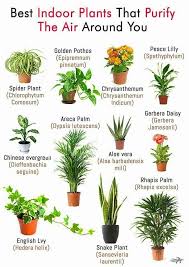 House Plants Indoor Best Indoor Plants