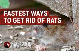 The Fastest Way To Get Rid Of Rats