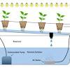 Hydroponics Tips for Growing Plants