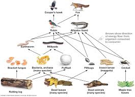 The Desert Ecosystem A Desert Ecosystem Is Classified If