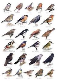 In einem blitzblanken garten gehen vögel aber nicht auf insektenfang. 7 Vogel Poster Ideen Vogel Im Garten Vogel Vogelkunde