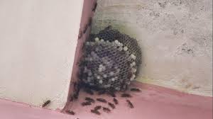 asian giant hornet nest himachal