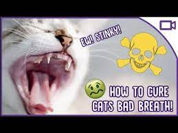 why does my cat have bad breath how
